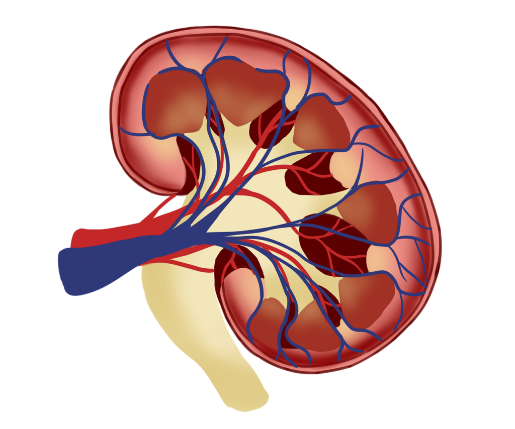 Kidney Picture.CKD and Dialyzed Essential Resources For Better Kidney Health.